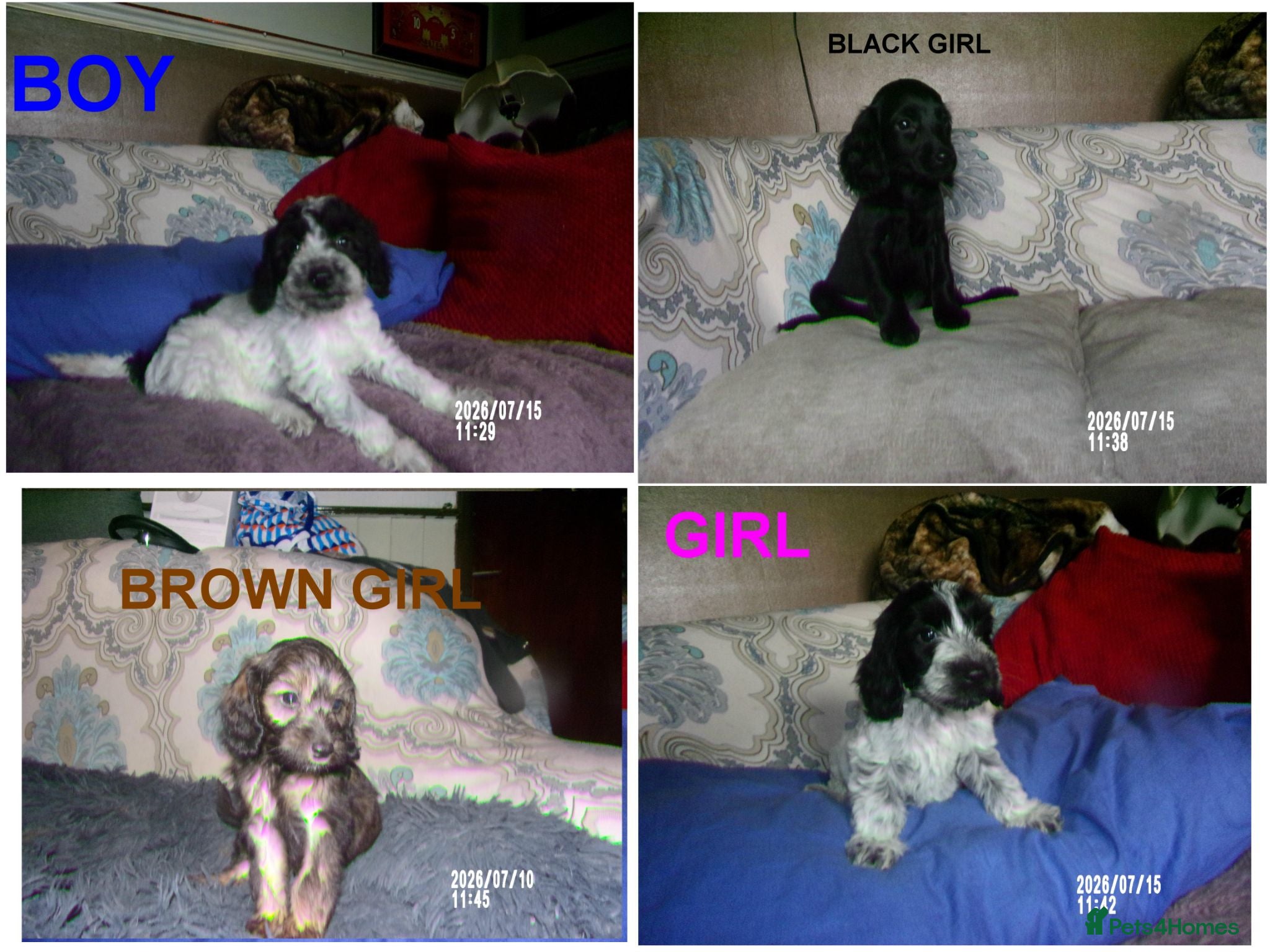 Cockapoo dogs  Cockapoo puppies 1 boy 3 girls £700  - Advert 2