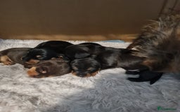 Dachshund dogs for sale: Miniature Wire haired Dachshund Puppies  - Image 4