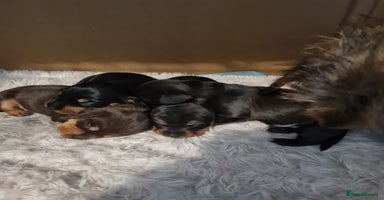 Dachshund dogs - Advert 3