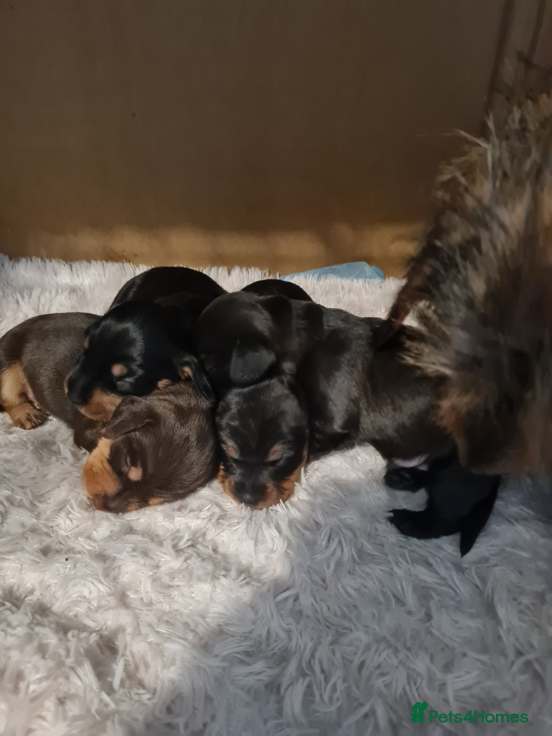 Dachshund dogs for sale: Miniature Wire haired Dachshund Puppies  - Image 4