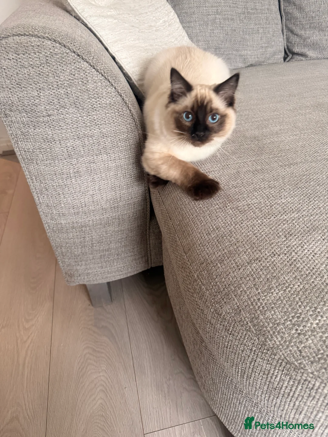 Ragdoll cats for sale: Beautiful male seal point ragdoll kitten - Advert 4