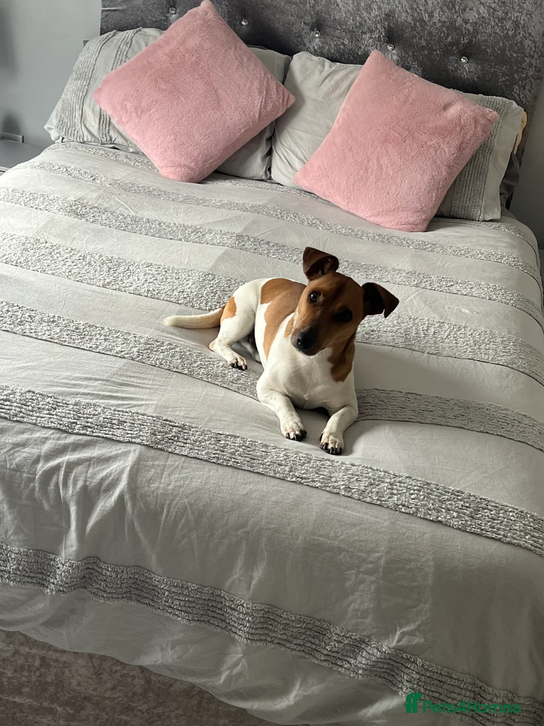 Jack Russell dogs for sale: Jack Russell  in Durham - Advert 1