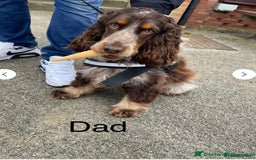 Cocker Spaniel dogs for sale: Beautiful Cocker Spaniel Puppies  - Image 22