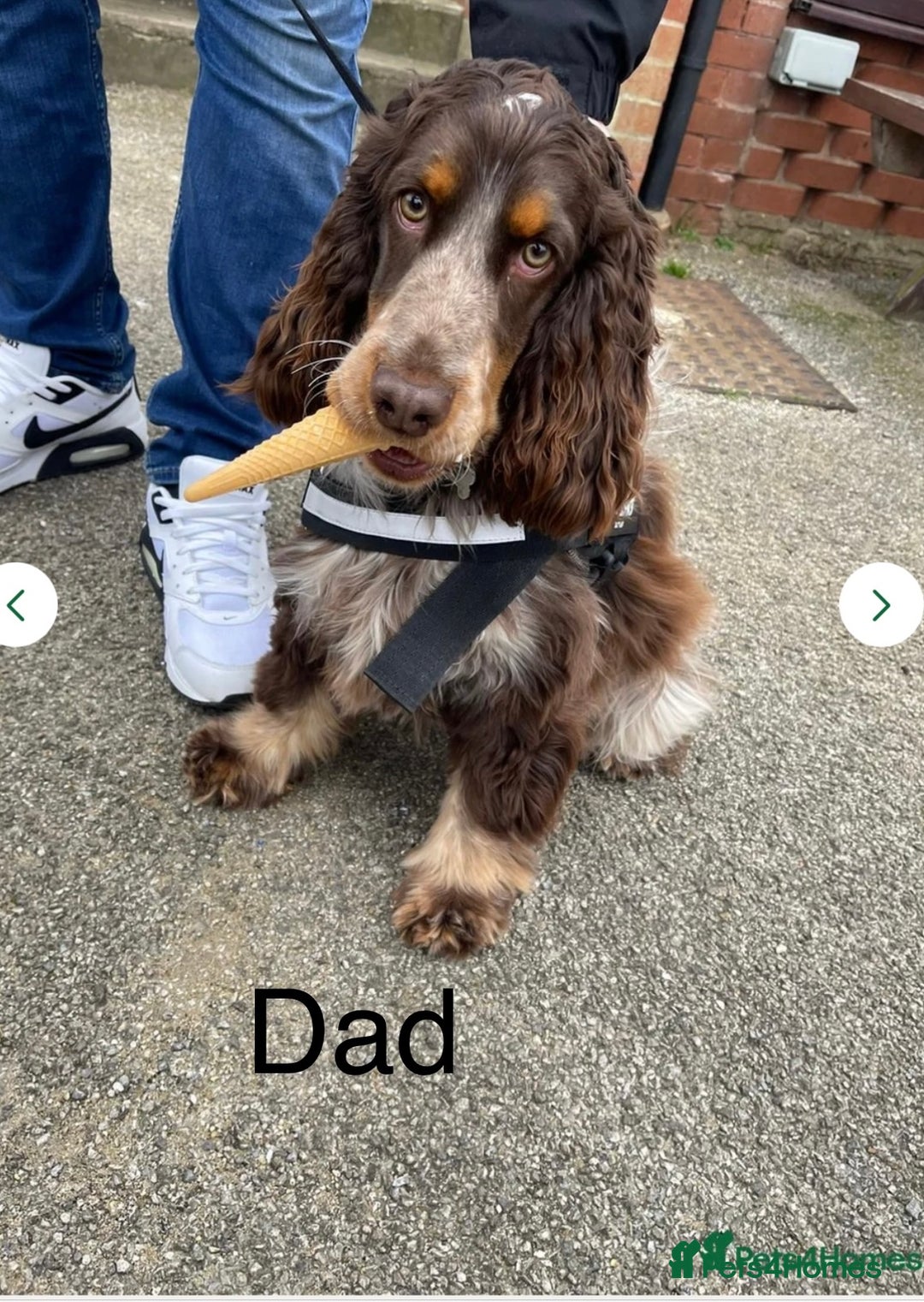 Cocker Spaniel dogs for sale: Beautiful Cocker Spaniel Puppies  - Image 22