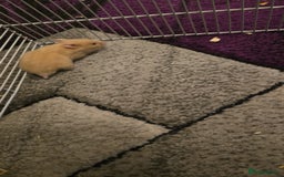 Hamster rodents for sale: Baby syrian hamsters  - Image 8