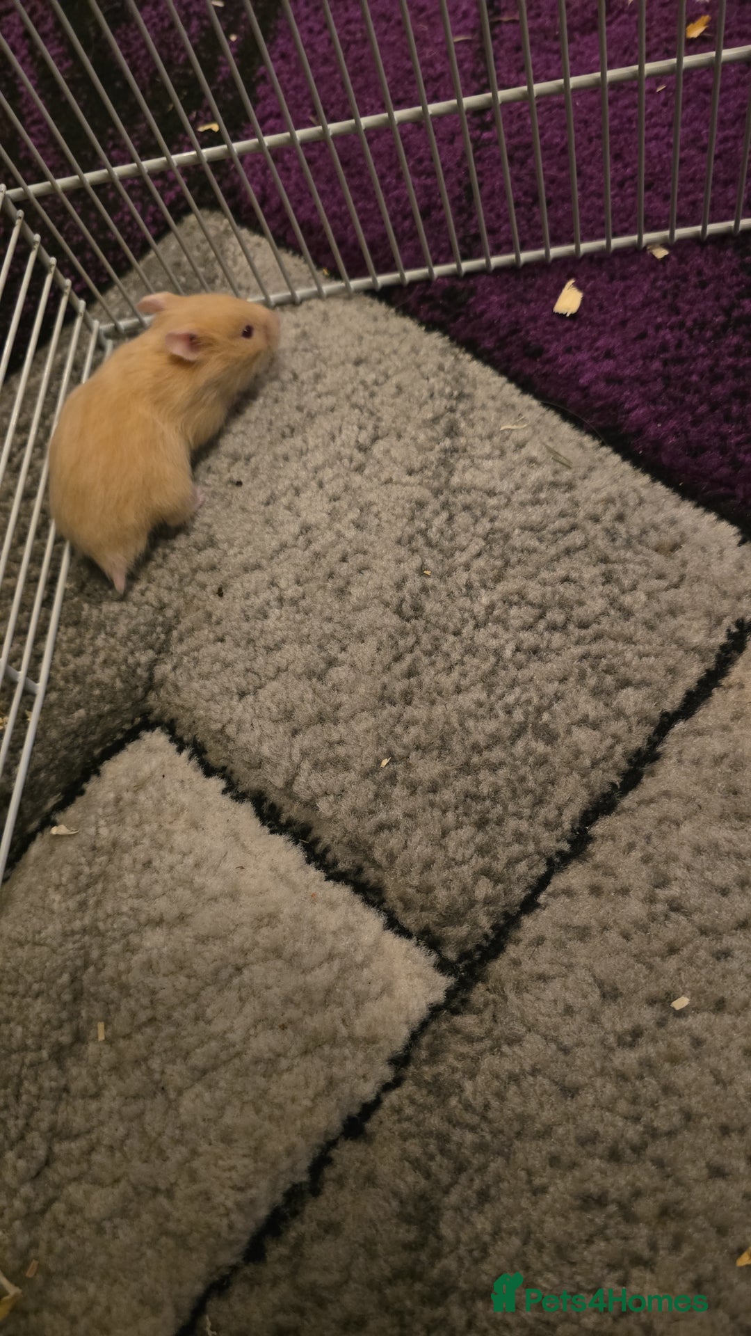 Hamster rodents for sale: Baby syrian hamsters  - Image 8