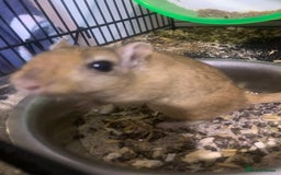 Gerbil rodents for sale: 3 male gerbils - Image 3