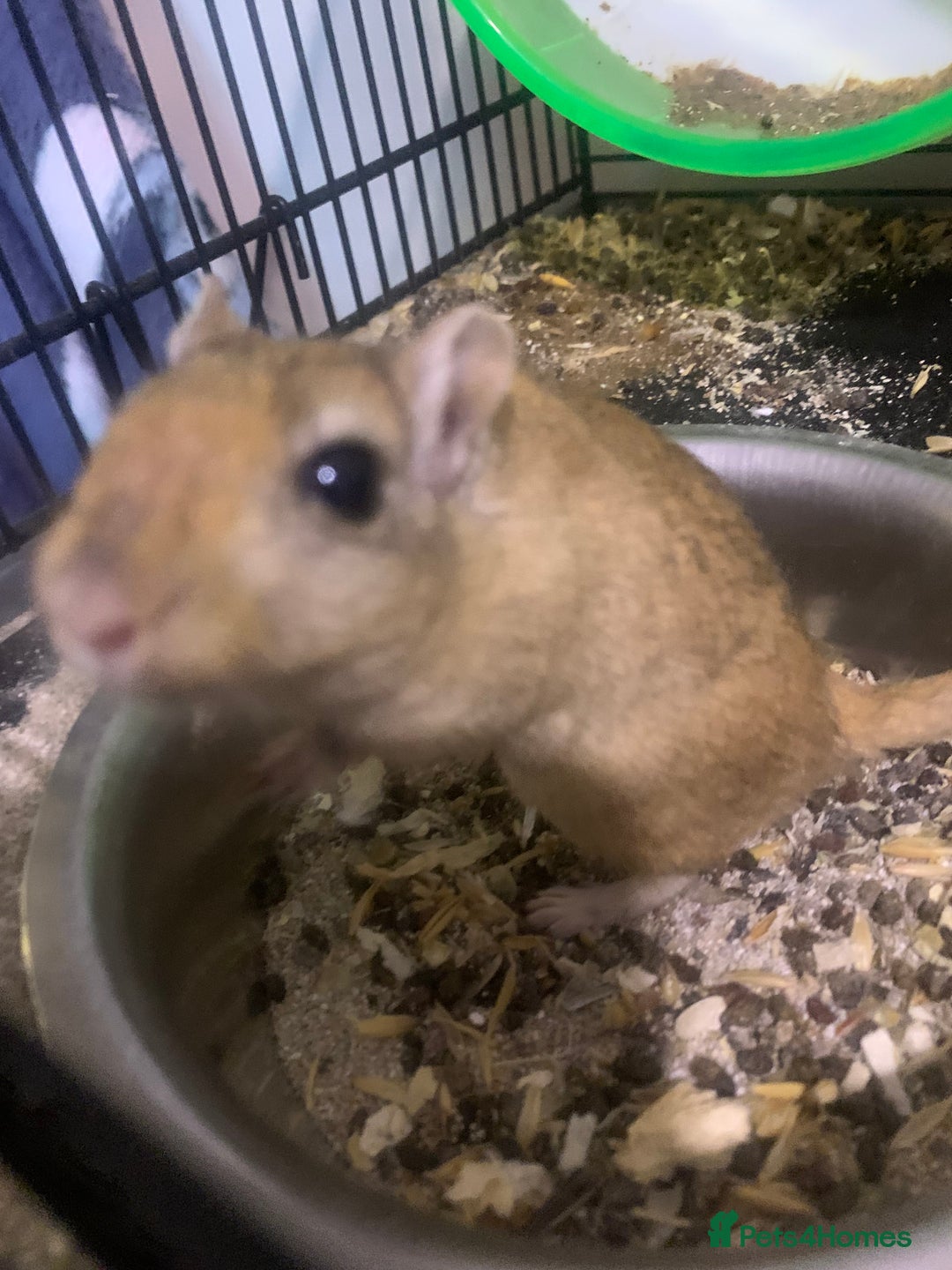 Gerbil rodents for sale: 3 male gerbils - Image 3