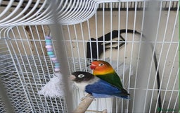 Lovebirds birds for sale: Pair of beautiful lovebirds - Image 1