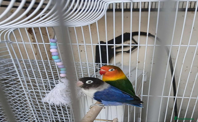 Lovebirds birds - Advert 5