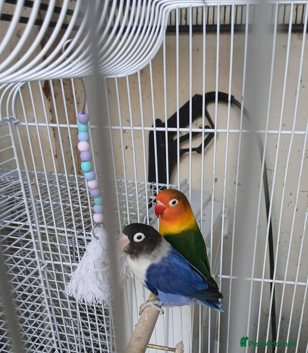 Lovebirds birds for sale: Pair of beautiful lovebirds - Image 1