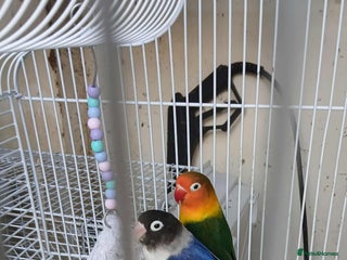 Lovebirds birds - Advert 1