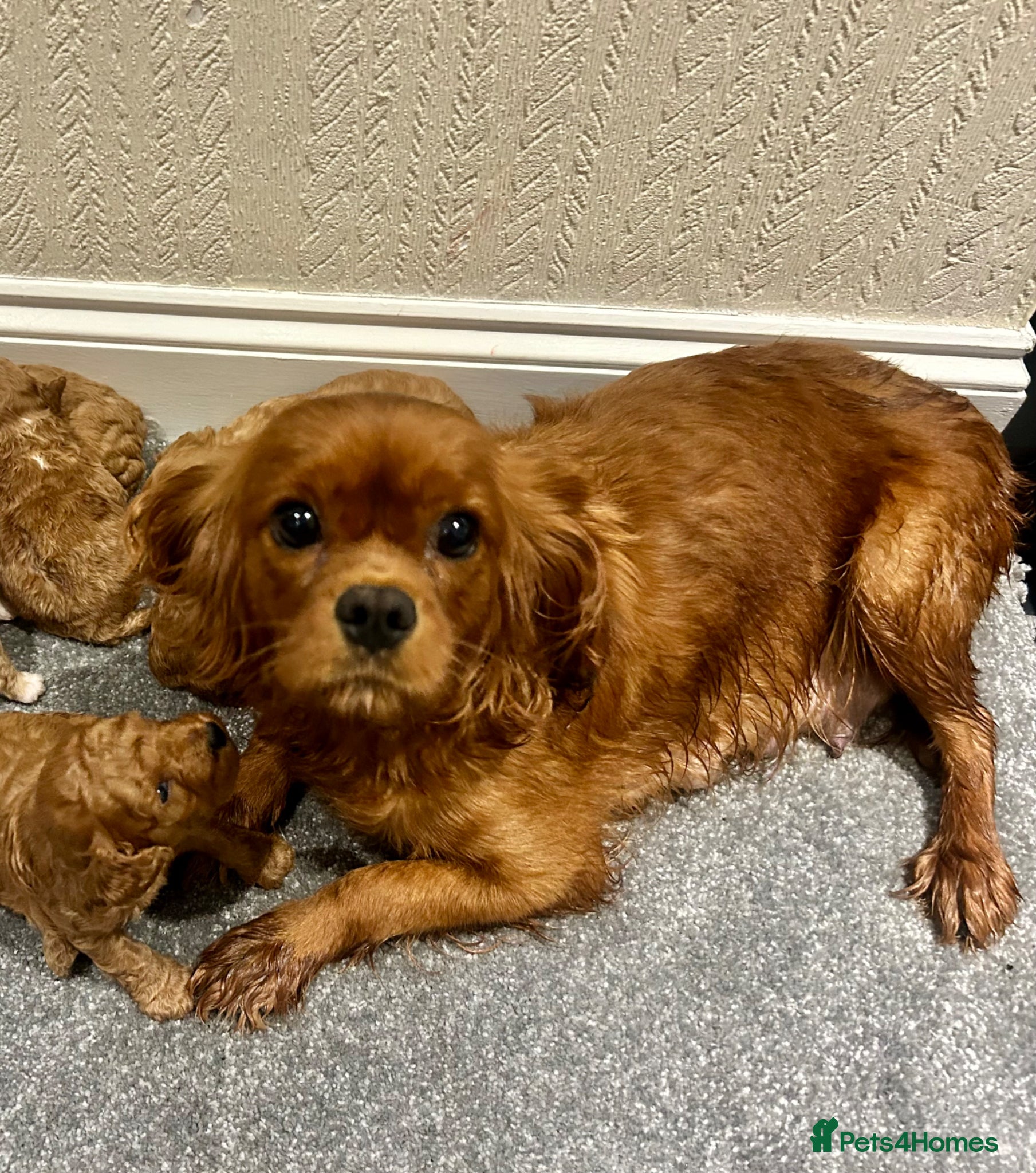 Cavapoo dogs for sale: OUTSTANDING CAVAPOO PUPPIES  - Advert 10