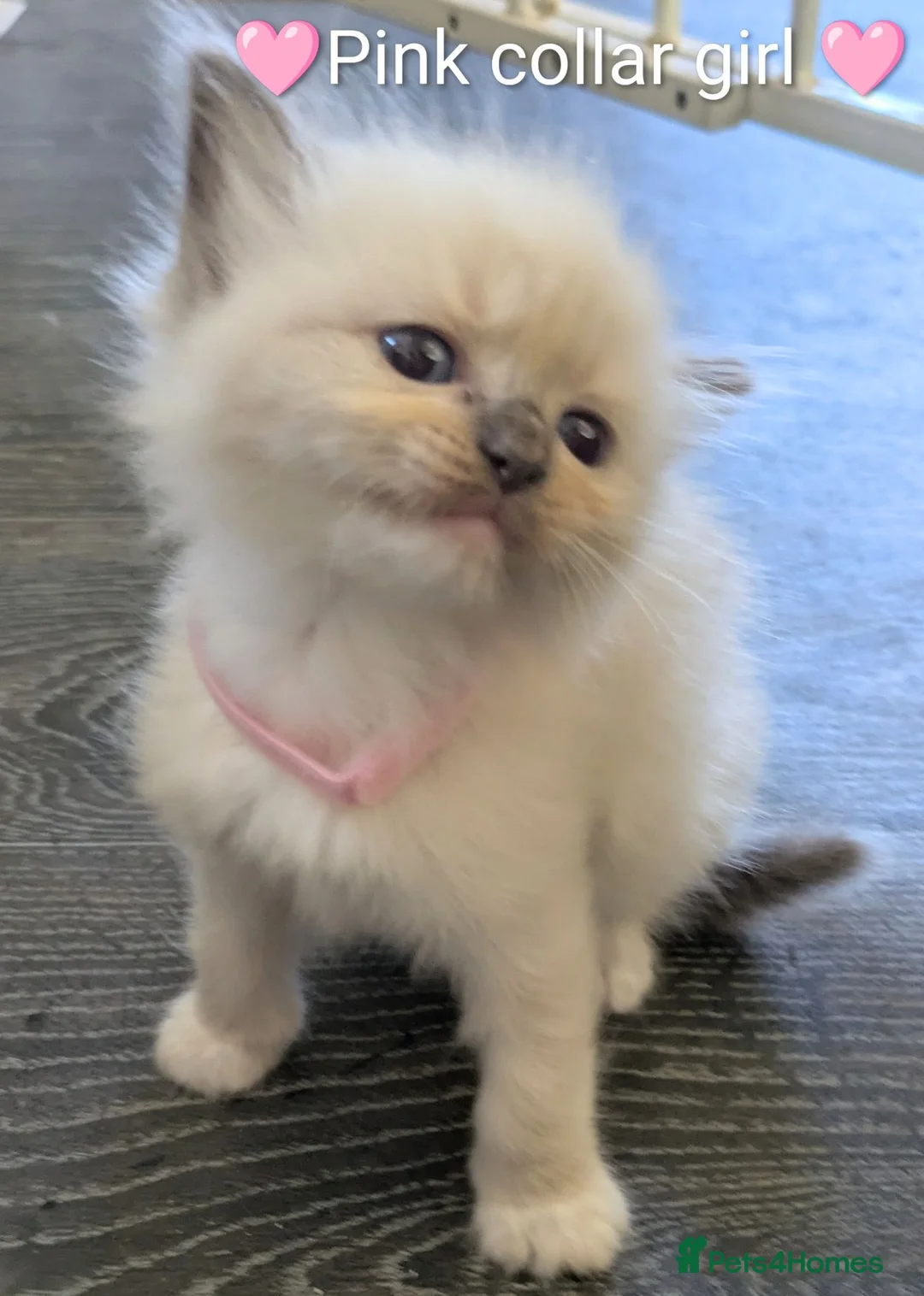Ragdoll cats for sale: Ragdoll kittens *GCCF registered#  - Advert 2