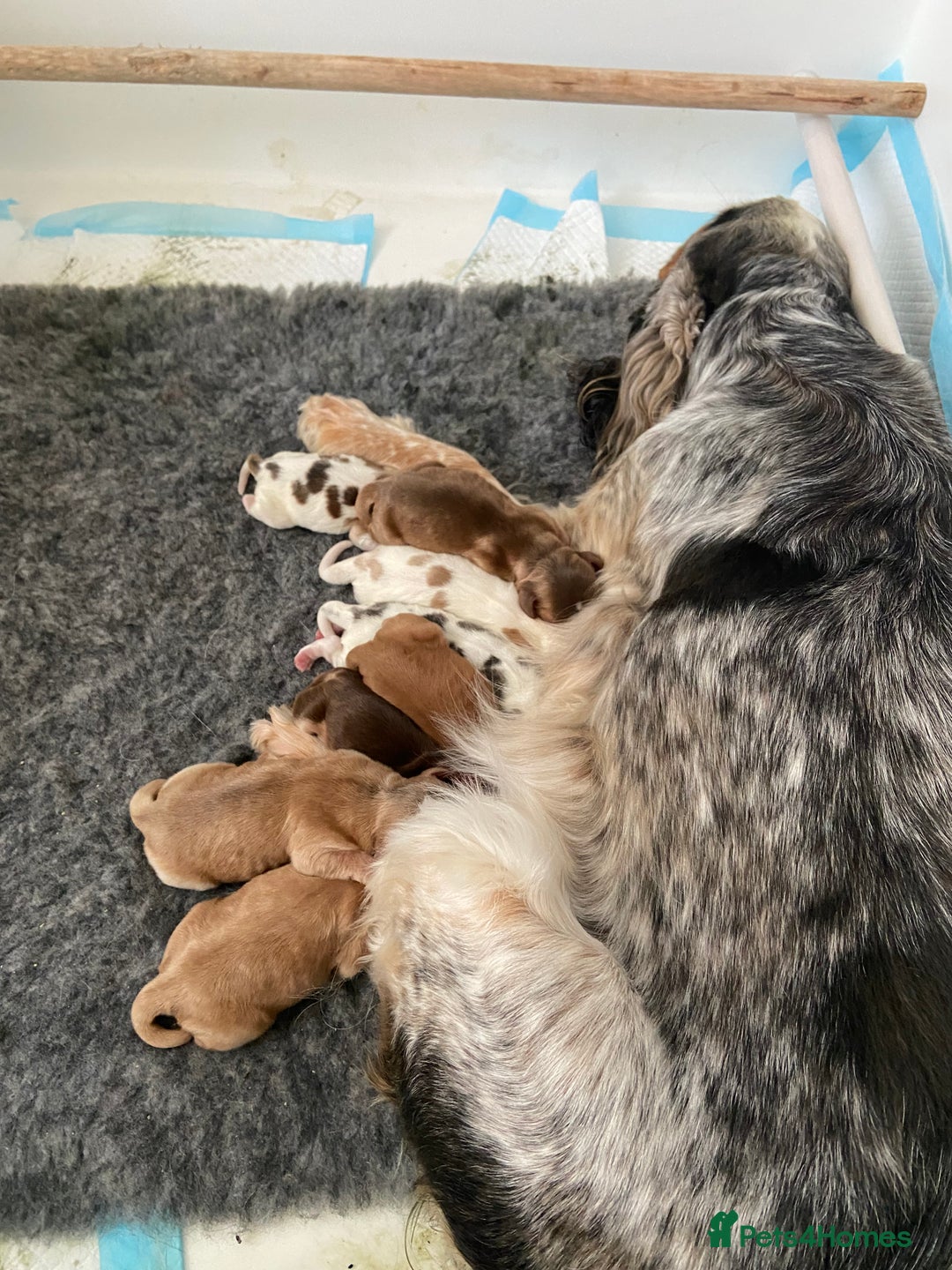 Cocker Spaniel dogs for sale: Show cocker spaniel puppies viewings this weekend! - Image 7