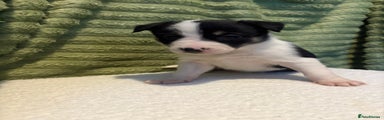 Border Collie Puppy 4