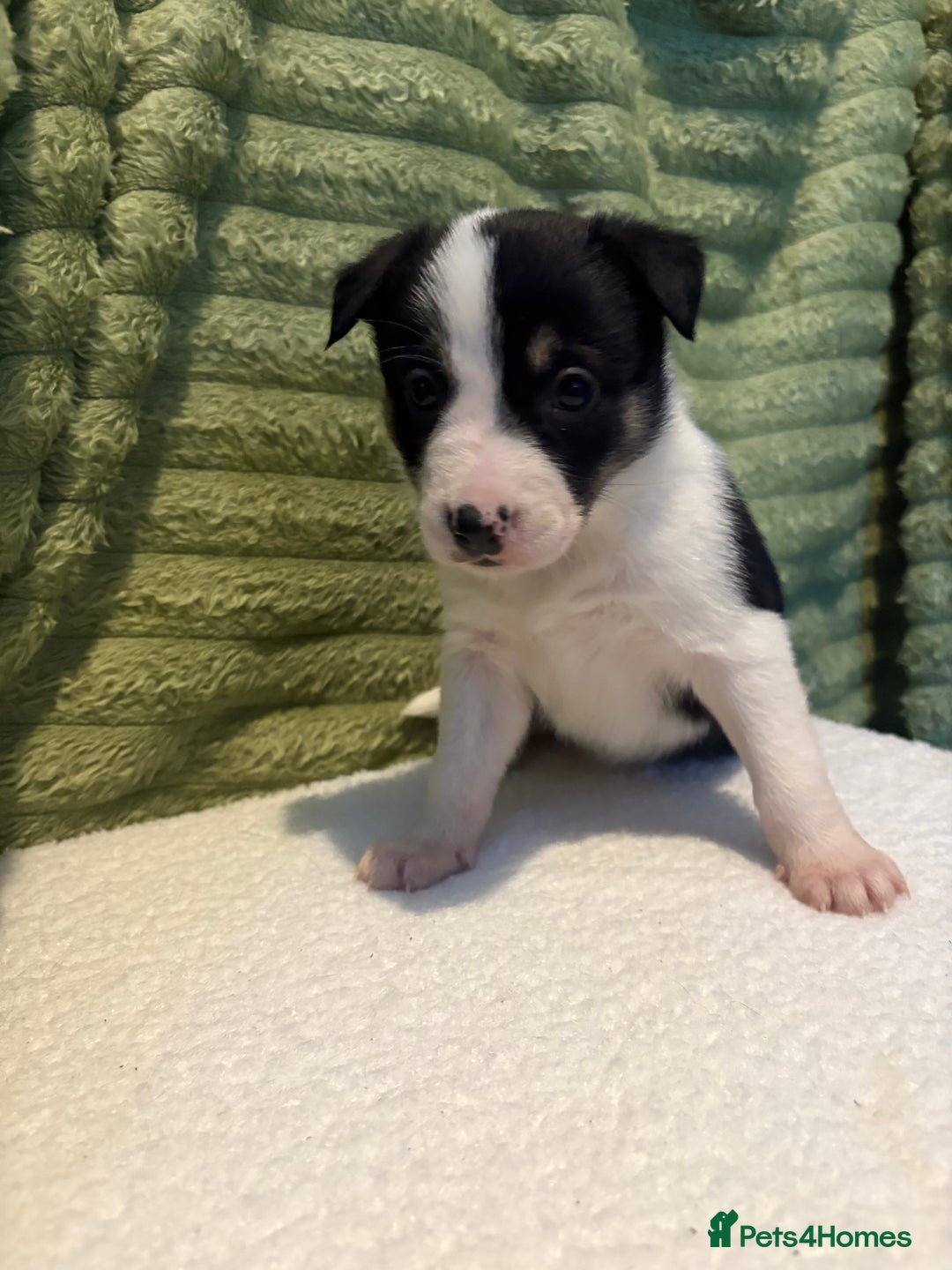 Border Collie dogs for sale: Beautiful Border Collie Puppies - Advert 5