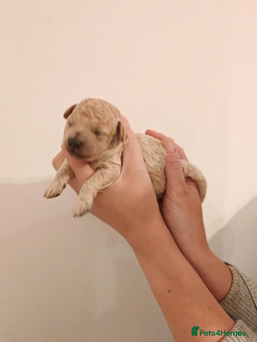 Toy Poodle dogs for sale: Extensively Health-Tested Female Toy Poodle Puppy - Advert 15
