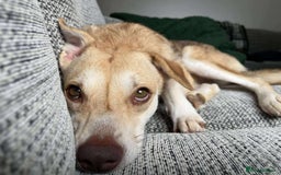 Mixed Breed dogs for adoption: Plucky Paige - Image 2