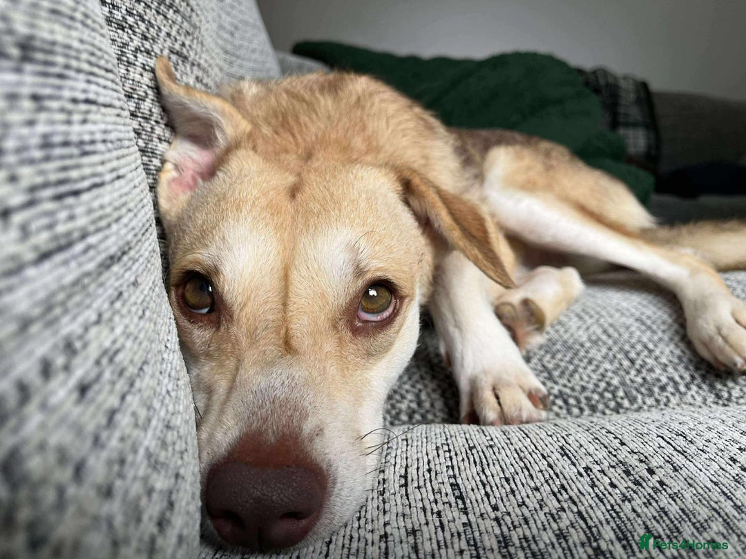 Mixed Breed dogs for adoption: Plucky Paige - Image 2