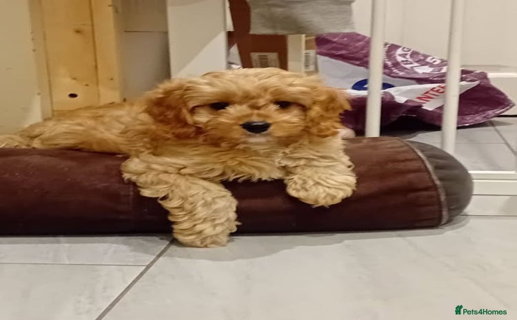 Cavapoo dogs - Advert 15
