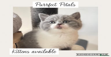 British Shorthair cats - Advert 4