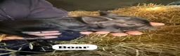 Pig livestock for sale: 🩷Do you have room in your heart for a mini pig🩷 - Advert 11