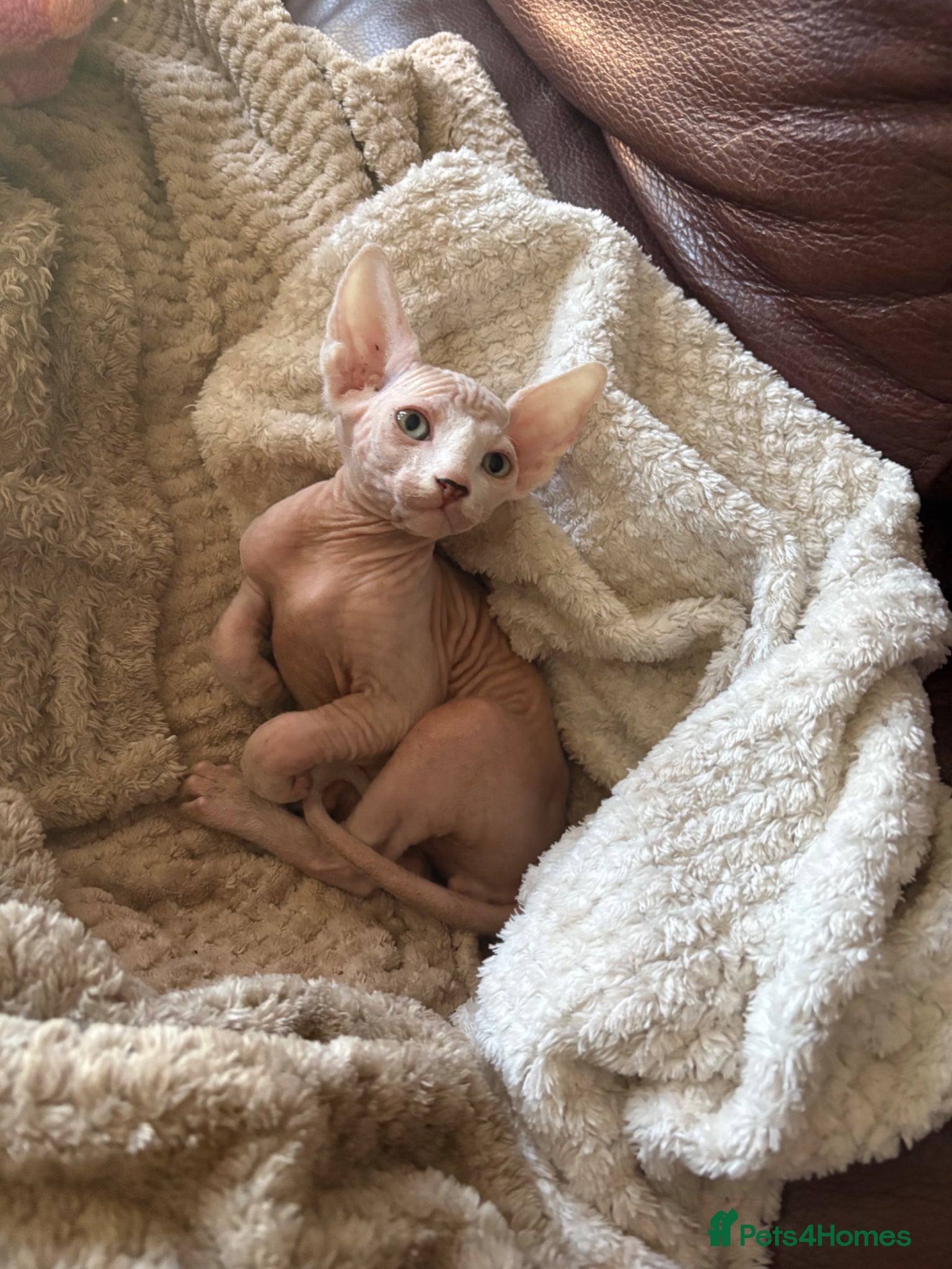 Sphynx cats Last pink green eyed sphynx kittens 😊 - Advert 2