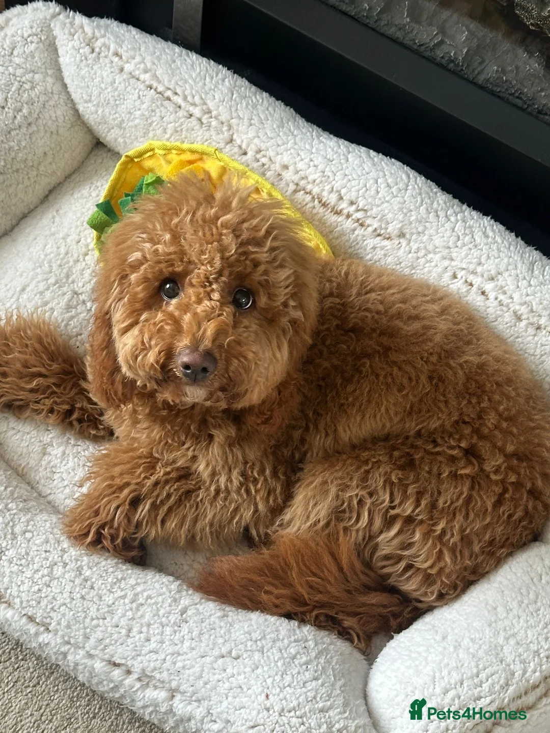 Cockapoo dogs for sale: Cockapoo  - Advert 4