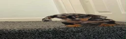 Dachshund dogs for sale: Daschound Babies in Loughborough - Advert 5