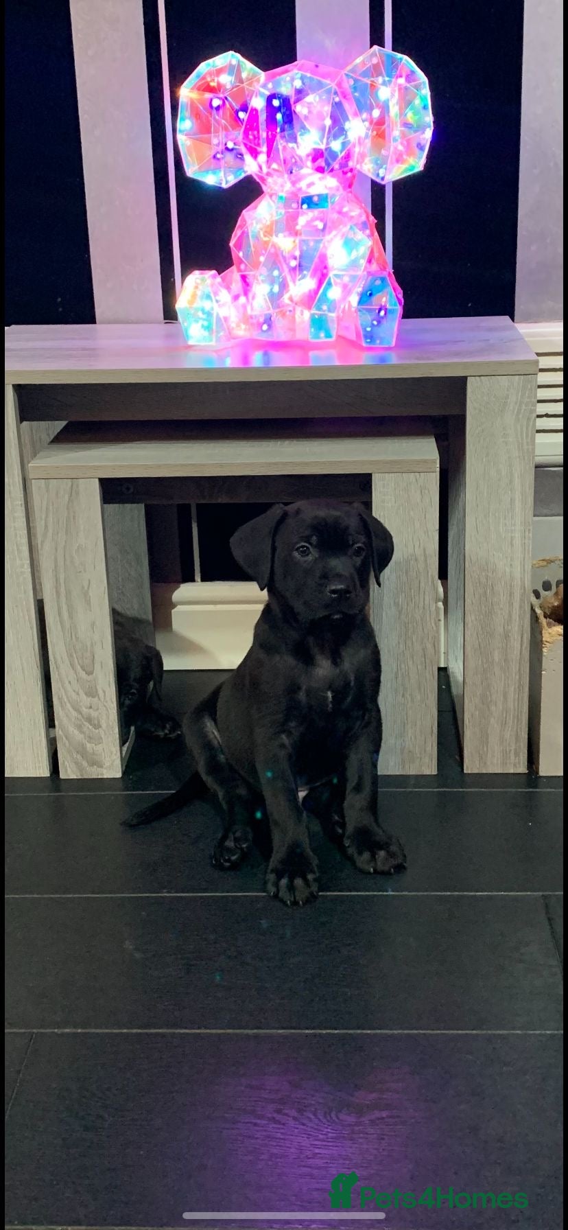 Mixed Breed dogs Belgium shepherd x cane corso pups available.  - Advert 5