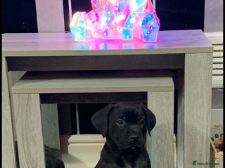 Mixed Breed dogs Cane corso x mail pups available. - Advert 4