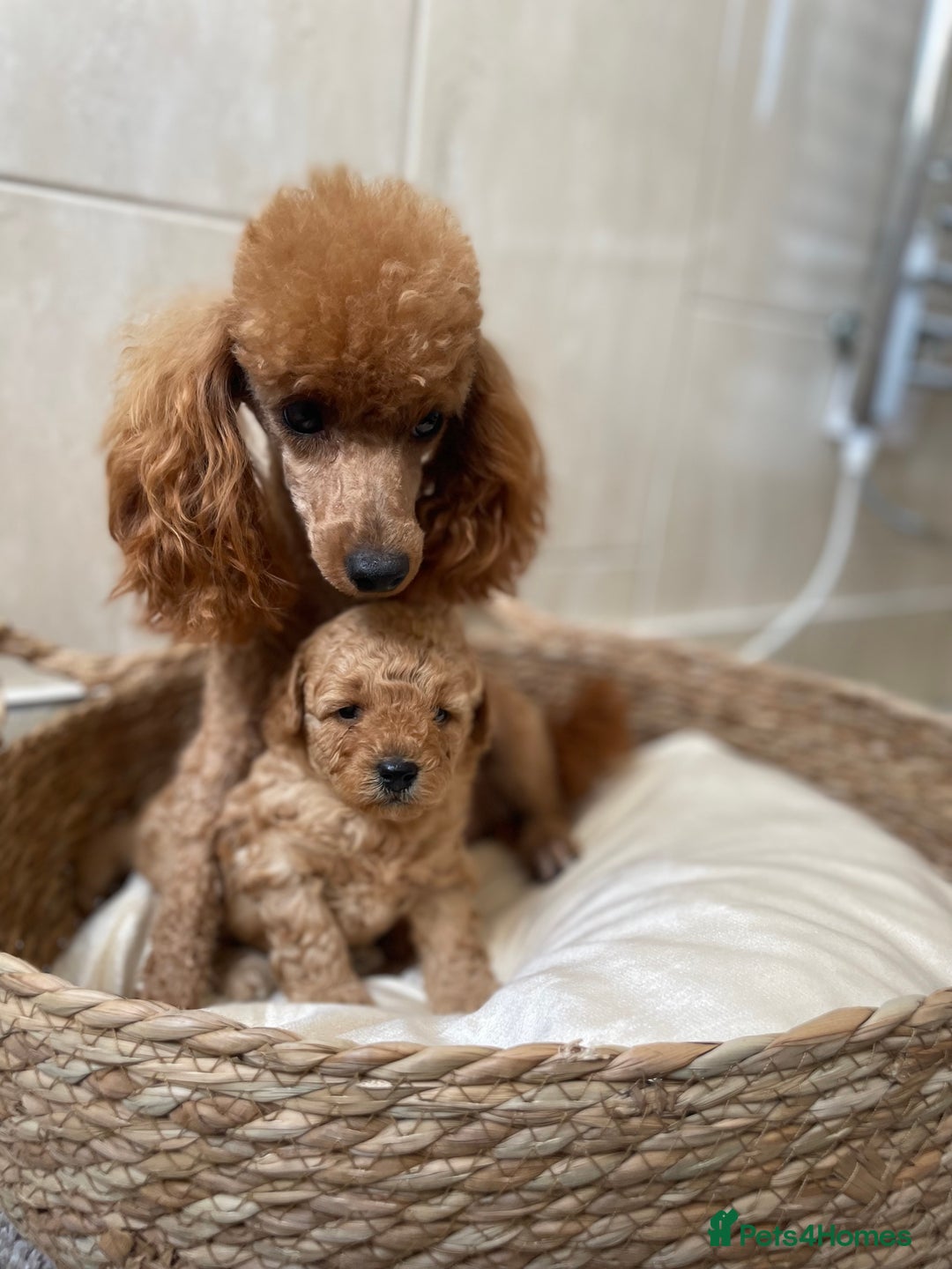 Toy Poodle dogs for sale: 5*Ukrainian toy poodle 1 girl available  - Image 12
