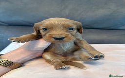 Cocker Spaniel dogs for sale: Kc registered, cocker spaniels. REDUCED PRICE! - Image 7