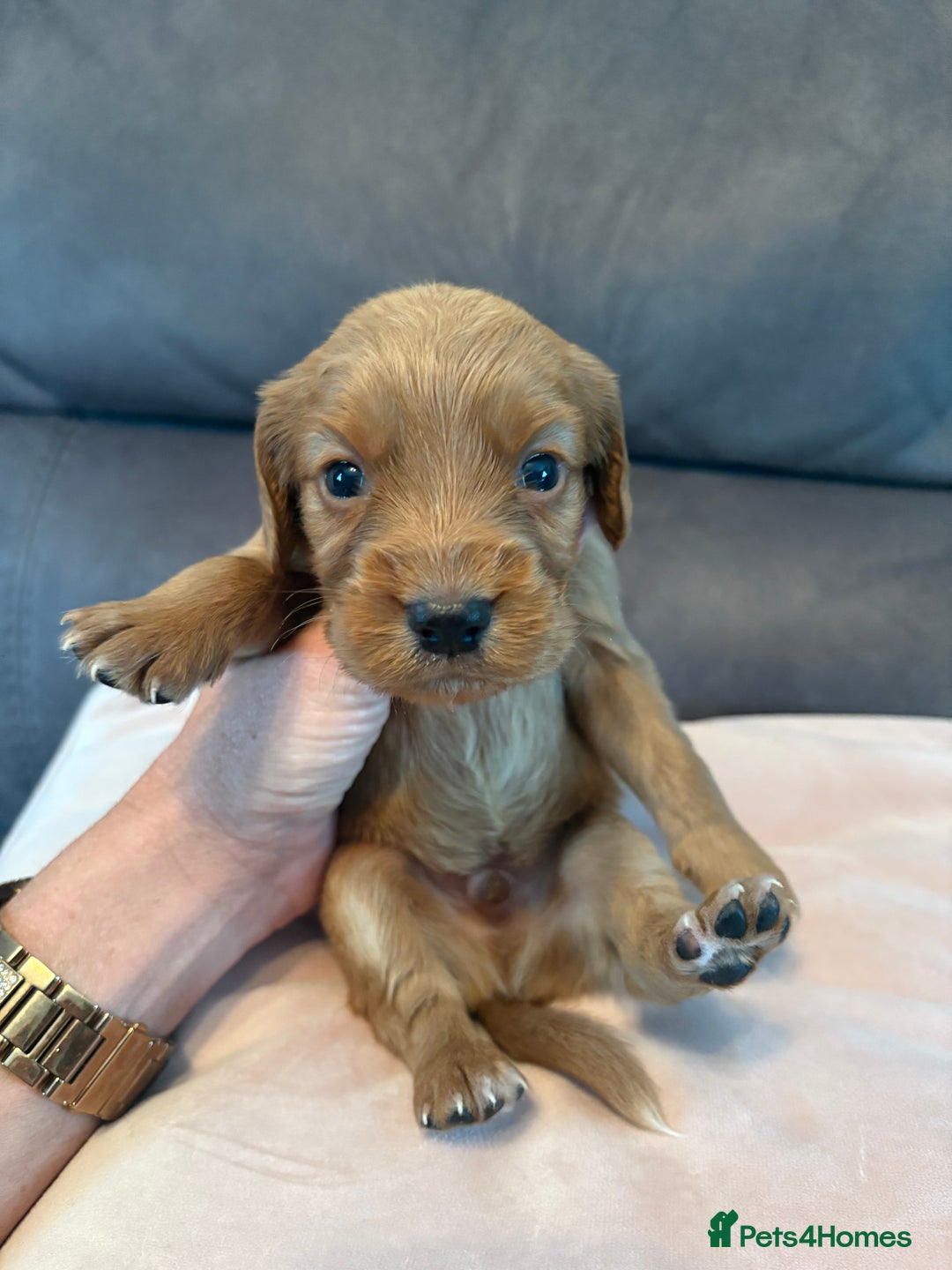 Cocker Spaniel dogs for sale: Kc registered, cocker spaniels. REDUCED PRICE! - Image 7