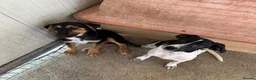Mixed Breed dogs for adoption: Tiana (Pointer mix) in Coulsdon - Advert 9