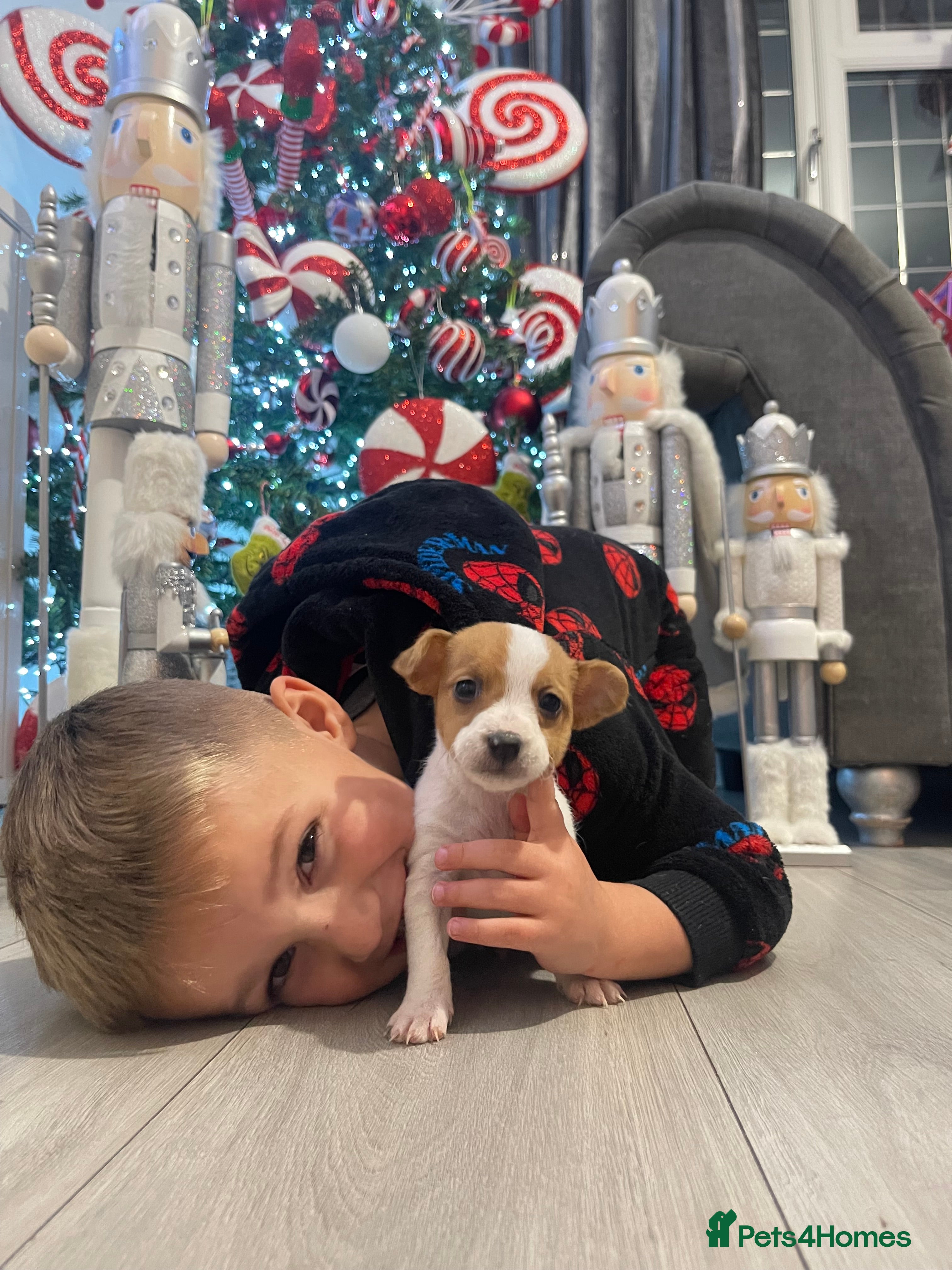 Jack Russell dogs READY NOW! OutstandingJack Russell puppies - Advert 6