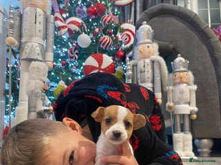 Jack Russell dogs Outstanding litter of Jack Russell puppies - Advert 15