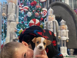 Jack Russell dogs READY NOW! OutstandingJack Russell puppies - Advert 3