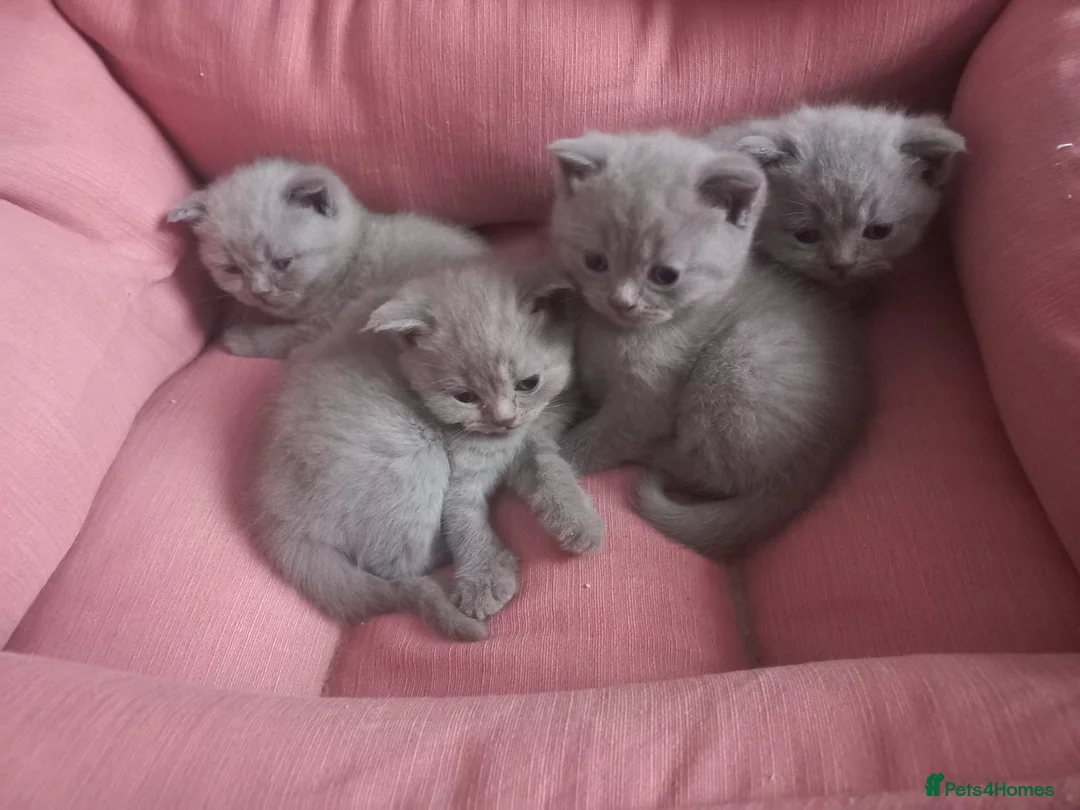 British Shorthair cats for stud: Lilac GCCF active stud Manchester  in Manchester - Advert 13