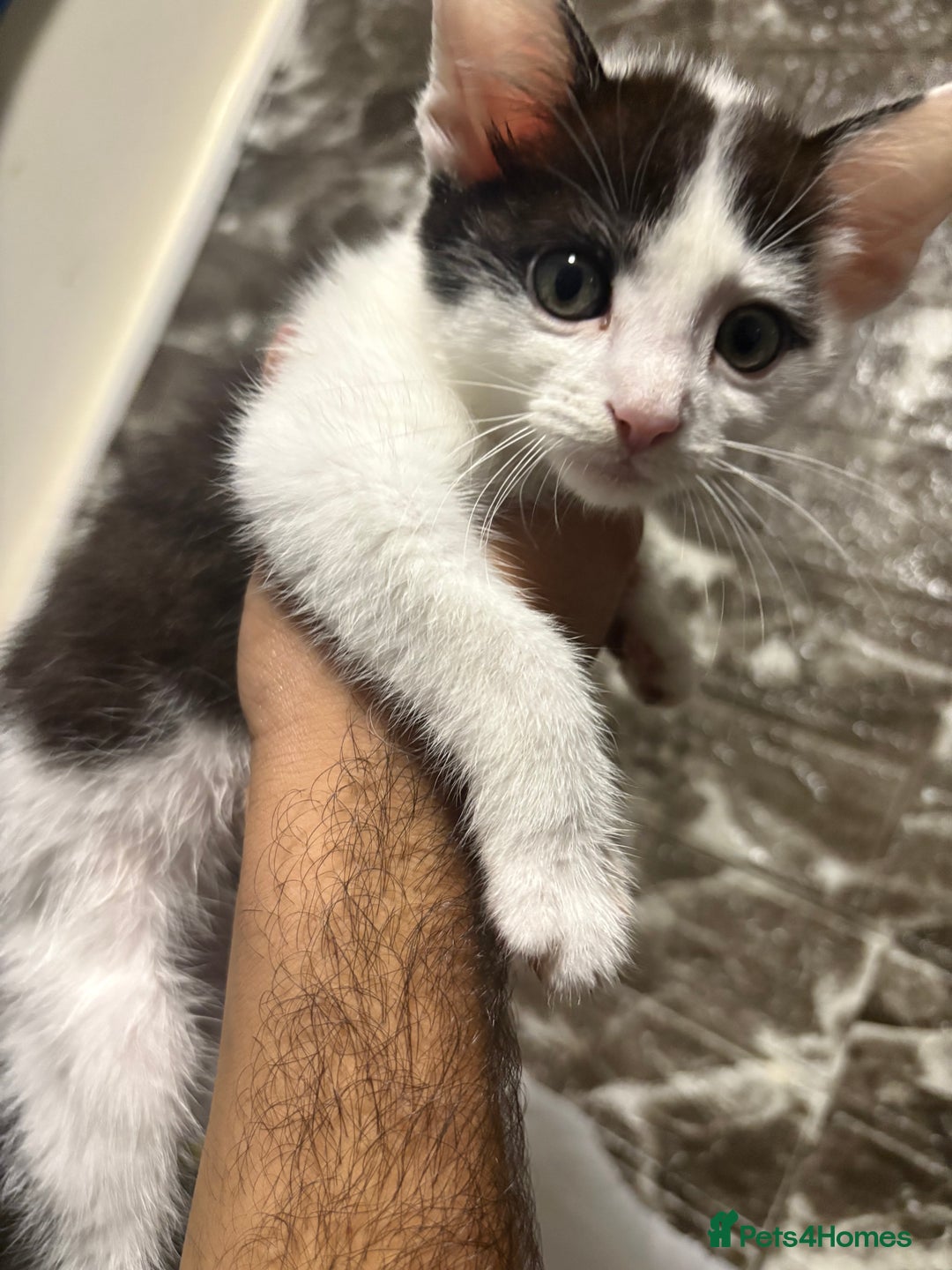 Mixed Breed cats for sale: Kitten £30 - Image 2