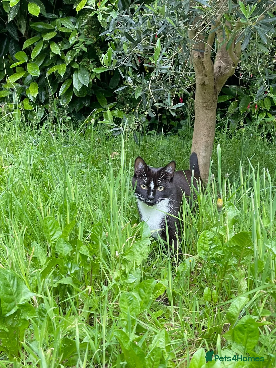 Mixed Breed cats for sale: Our lovely cat free to a new home in Saint Leonards-on-sea - Advert 2