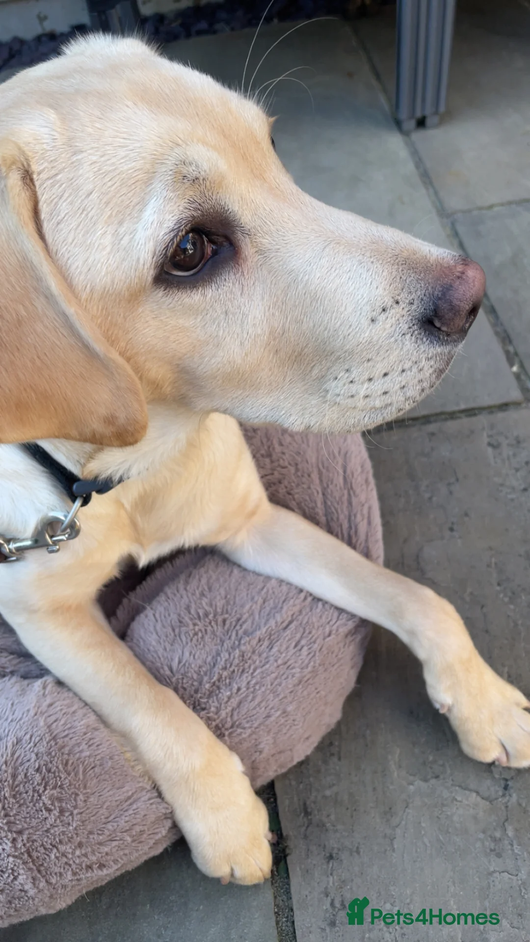 Labrador Retriever dogs for sale: Cute Labrador puppy in Broadstairs - Advert 2
