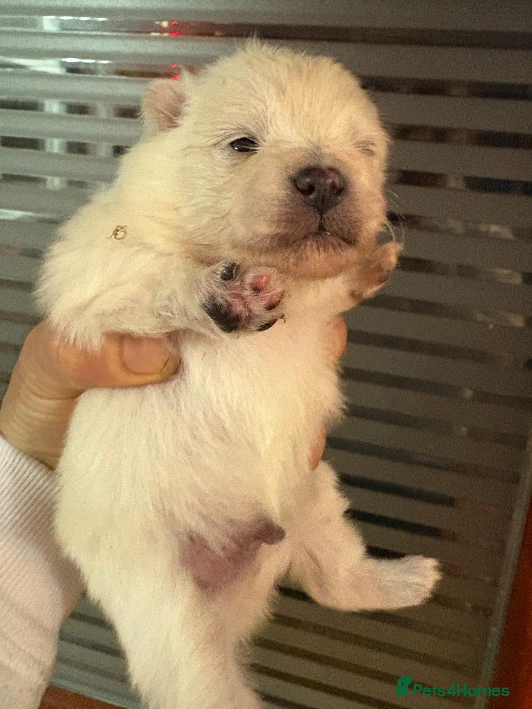 Pomeranian dogs for sale: Fluff balls so cute active pom pups - Advert 4