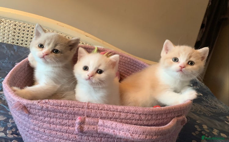 British Shorthair cats - Advert 14