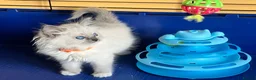 Ragdoll cats for sale: GCCF Ragdoll 🏆Champion Bloodline🌟5-Gen Pedigrees - Advert 29