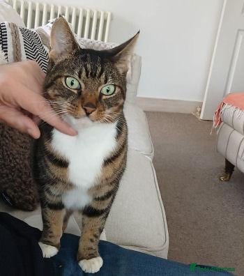 Mixed Breed cats TIGGER - Advert 1