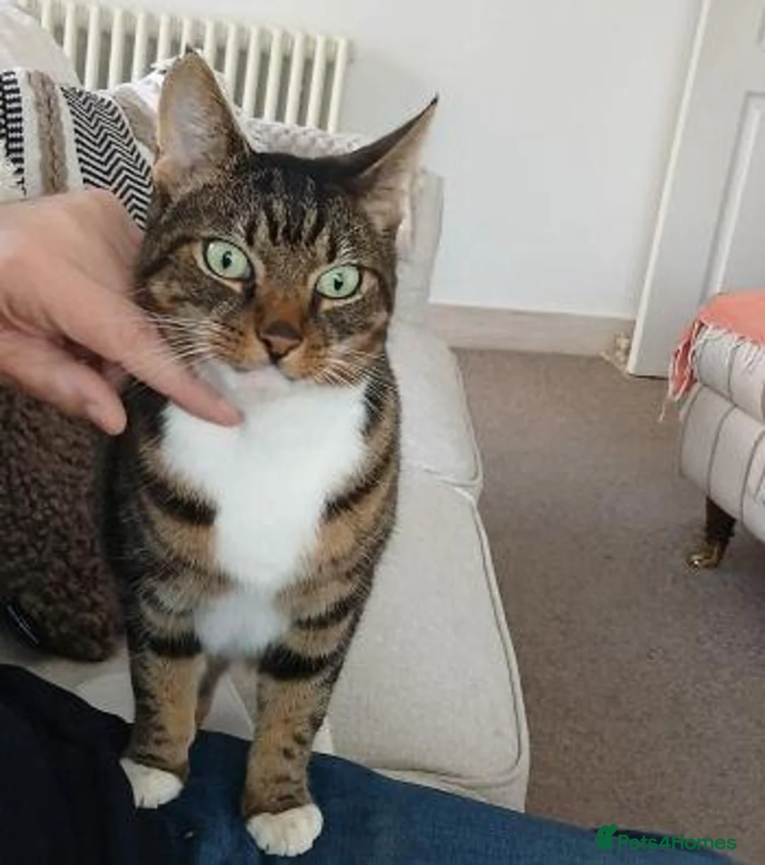 Mixed Breed cats for adoption: TIGGER - Advert 1