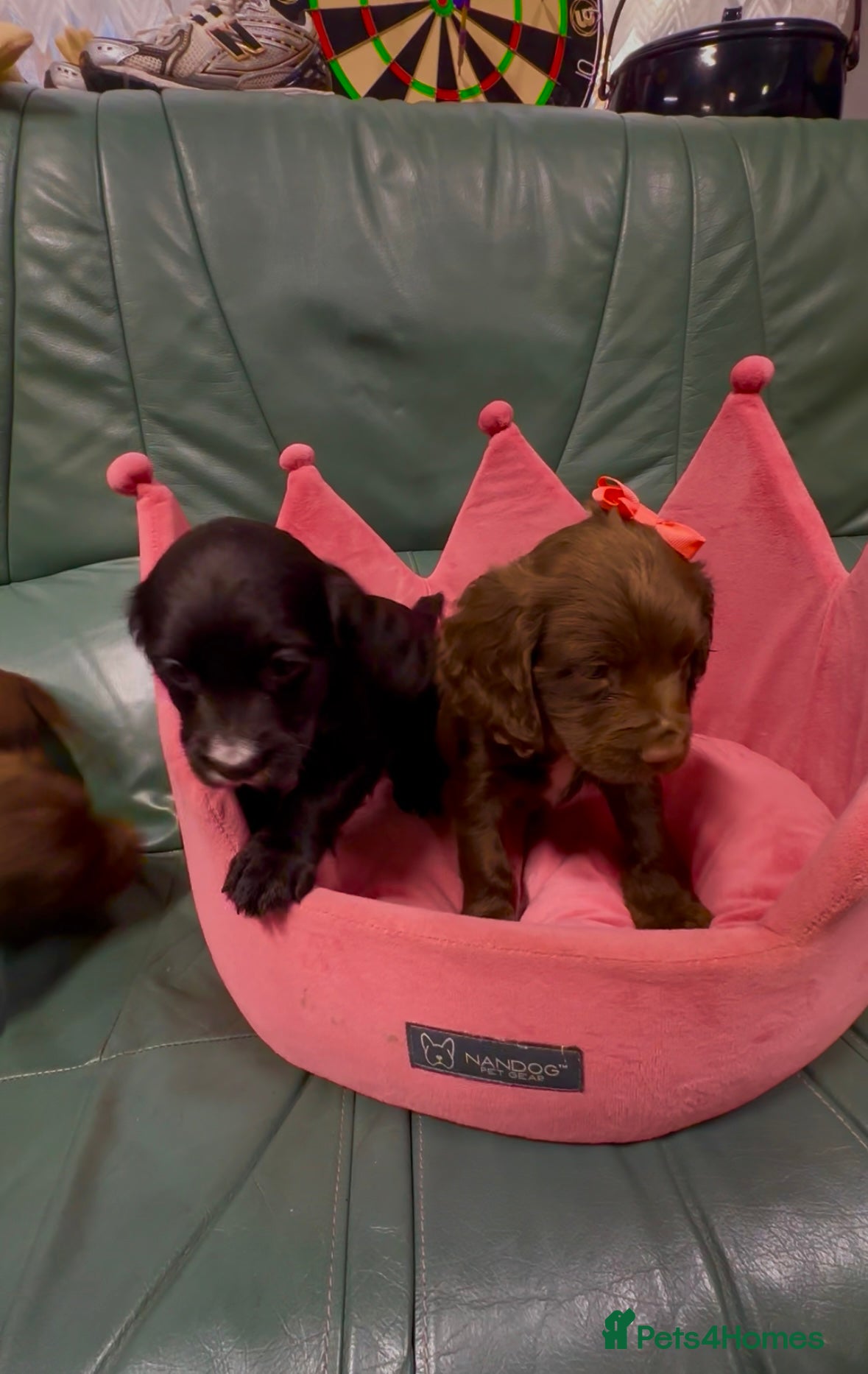 Cocker Spaniel dogs Cocker spaniel - Advert 9