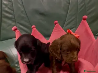 Cocker Spaniel dogs Cocker spaniel - Advert 8